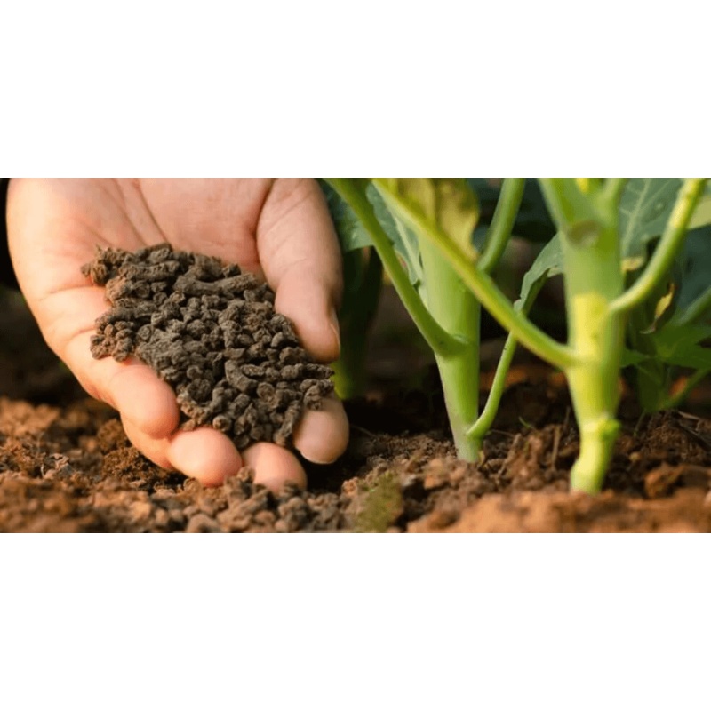 Avail Affordable Planting Services in Sandringham
